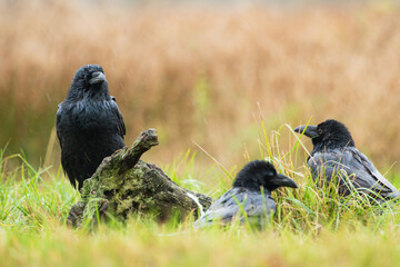 Three ravens on a warm autumn meadow