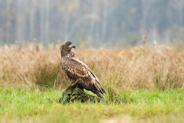 Fototapeta premium An eagle sitting on a tree stump looking back
