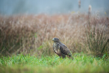 A buzzard in an autumn meadow on the background of dried grass