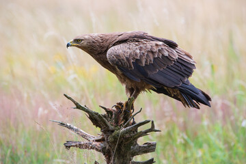 Beautiful bird of prey against the background of light grass