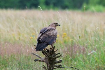 Lesser spotted eagle against the background of a summer meadow