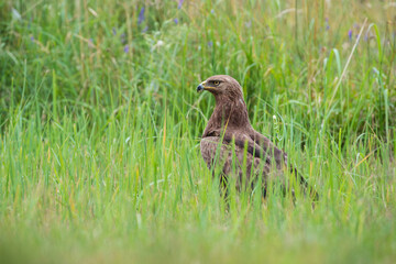 Lesser spotted eagle in a summer meadow