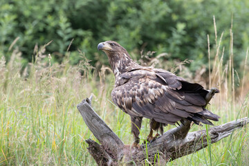 A large bird of prey on a stump against the background of tall grass