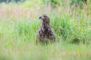 White-tailed eagle among the vegetation in a meadow