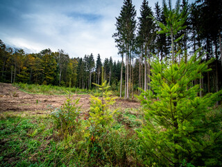 Wiederaufforstung nach Abholzung im Mischwald