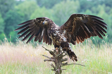 A white-tailed eagle on a stump with spread wings against the background of tall grass