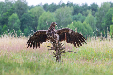 A large bird of prey on a tree stump shows its spread wings