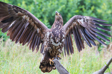 A white-tailed eagle sitting on a branch scares away another predator with its wings
