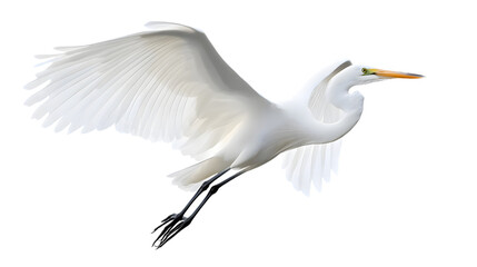 Great White Heron Bird, on Transparent PNG Background, Photo Realistic, Wallpaper, Cover and Screen for Smartphone, PC, Laptop, Transparent PNG