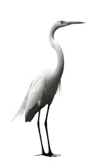 Obraz premium Great White Heron Bird, on Transparent PNG Background, Photo Realistic, Wallpaper, Cover and Screen for Smartphone, PC, Laptop, Transparent PNG