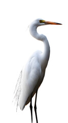 Fototapeta premium Great White Heron Bird, on Transparent PNG Background, Photo Realistic, Wallpaper, Cover and Screen for Smartphone, PC, Laptop, Transparent PNG
