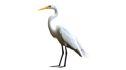 Obraz premium Great White Heron Bird, on Transparent PNG Background, Photo Realistic, Wallpaper, Cover and Screen for Smartphone, PC, Laptop, Transparent PNG