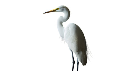 Naklejka premium Great White Heron Bird, on Transparent PNG Background, Photo Realistic, Wallpaper, Cover and Screen for Smartphone, PC, Laptop, Transparent PNG