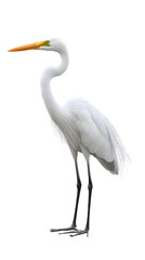 Obraz premium Great White Heron Bird, on Transparent PNG Background, Photo Realistic, Wallpaper, Cover and Screen for Smartphone, PC, Laptop, Transparent PNG