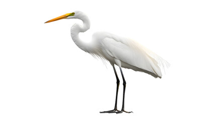 Obraz premium Great White Heron Bird, on Transparent PNG Background, Photo Realistic, Wallpaper, Cover and Screen for Smartphone, PC, Laptop, Transparent PNG