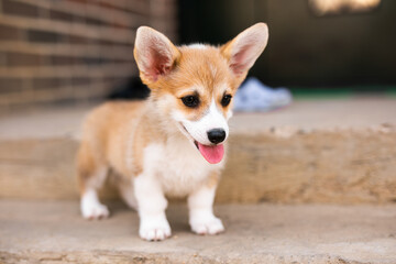 Welsh corgi pembroke puppy playing in the yard