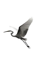 Obraz premium Great White Heron Bird, on Transparent PNG Background, Photo Realistic, Wallpaper, Cover and Screen for Smartphone, PC, Laptop, Transparent PNG