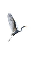 Great White Heron Bird, on Transparent PNG Background, Photo Realistic, Wallpaper, Cover and Screen for Smartphone, PC, Laptop, Transparent PNG