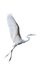 Great White Heron Bird, on Transparent PNG Background, Photo Realistic, Wallpaper, Cover and Screen for Smartphone, PC, Laptop, Transparent PNG