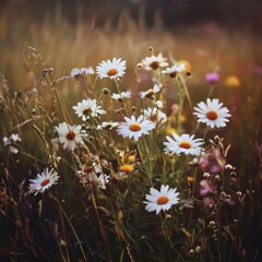 Wilderness daisies