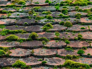 Moos auf einem alten Dach