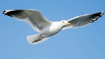 Fototapeta premium Seagull in flight with a wingspan of 3 feet. The seagull is flying in a blue sky. The seagull is white with black wingtips.
