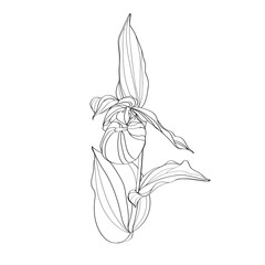 sketch of a Cypripedium flower
