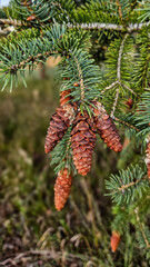 Pine cones growing on white spruce tree needles twigs forest Minnesota growth scales