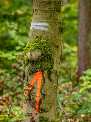 Zur Fällung markierte Baumstämme im Wald