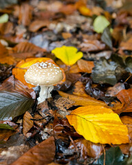 mushroom in autumn forest