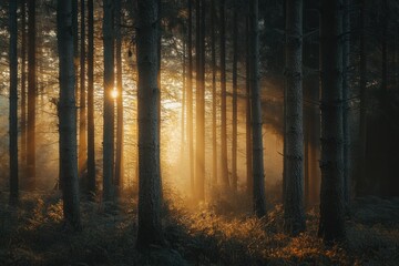 Fototapeta premium Golden Sunlight Filtering Through a Misty Forest