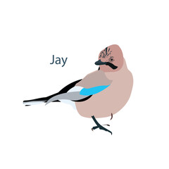 Jay. Flat design illustration of forest bird, object isolated on white for web, for print, for fabric print stock vector illustration