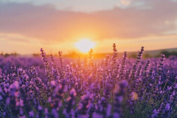 Lavender Field at Sunset with Golden Light
