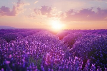 Fototapeta premium Lavender Field at Sunset with Sunbeams Shining Through the Flowers