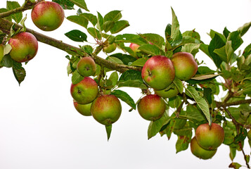 Branch, apples and organic fruit on tree with leaves and agriculture for sustainable farm. Nature, fresh and healthy food for farming plants, produce growth and natural fiber for nutrition or picking