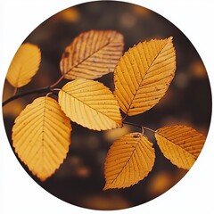 autumn leaves webpage banner image