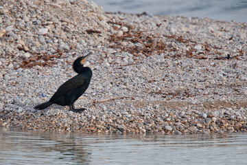 cormorant on the beach