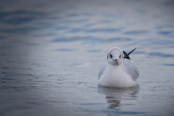 seagull on the beach