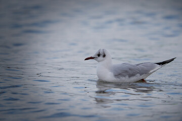 seagull on the sea