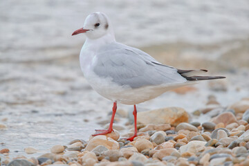 seagull on the beach