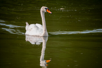 Portret pięknego łabędzia niemego pływającego po leśnym stawie © piotr