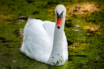 Portret pięknego łabędzia niemego pływającego po leśnym stawie © piotr