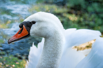 Portret pięknego łabędzia niemego pływającego po leśnym stawie © piotr