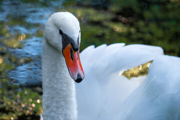 Portret pięknego łabędzia niemego pływającego po leśnym stawie © piotr