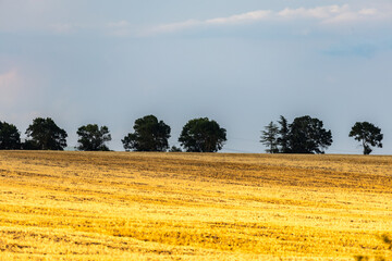 field of wheat