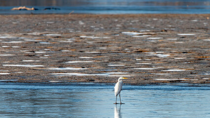 Czapla biała w zimowej scenerii © piotr