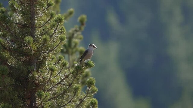 Gray Jay birds landing in pine trees and flying to the ground in Yellowstone.