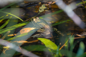 Frog in the water