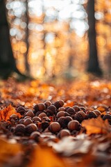 acorns on autumn leaves. Selective focus