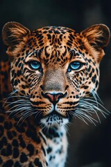 Fototapeta premium Leopard close-up in the tropics. Selective focus